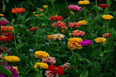 GREENSEA Zinnia Mixed Flower Seed(27 per packet)