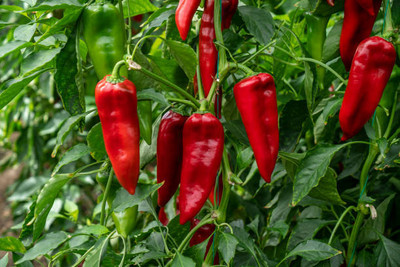 Kodali Hybrid F1 Chilli Seeds Pack Of 57 Seed(57 per packet)