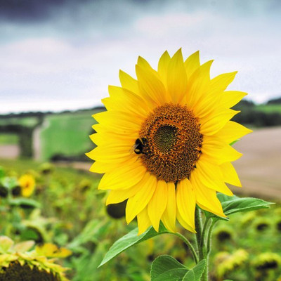 Arshiayat Sunflower Seed(330 per packet)