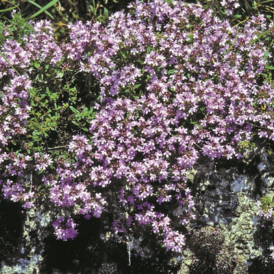 Qualtivate HUA-5A Mother of Creeping Thyme Seeds Seed(50 per packet)