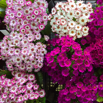 Aywal Cineraria Seed(100 per packet)