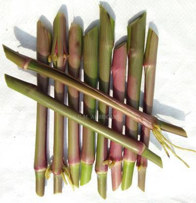 ibains Napier grass Seed(40 per packet)