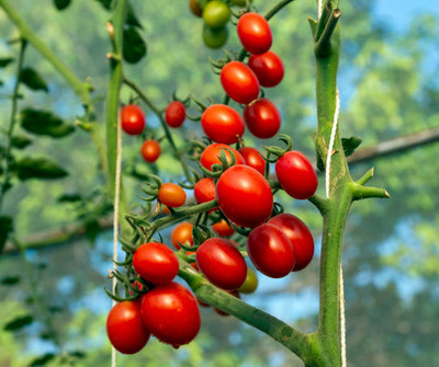 Wellspring tomato Seed(55 per packet)