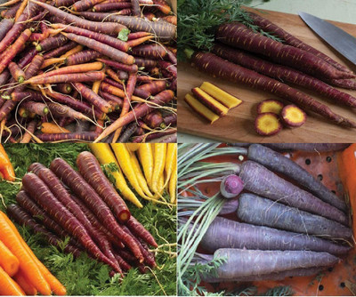 VibeX ® VMR-506 Carrot Purple(Multi) 4 Varieties Seed(500 per packet)