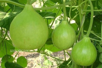 BSARKAR white-flowered gourd/round bottle gourd/round louki seeds Seed(20 per packet)