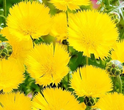 EVEMP Sweet sultan imperialis yellow flower Seed(50 per packet)