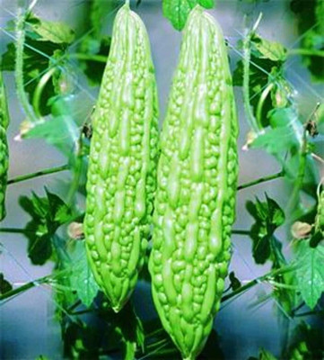 LIFELEX Bitter Gourd Hybrid Karela Gardening Seed(25 per packet)