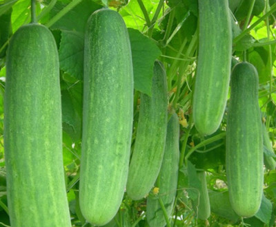 ROSEMERC KHEERA ( CUCUMBER )seeds ( 200 seeds) Seed(200 per packet)