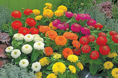 Finiox zinnia Seed(50 per packet)