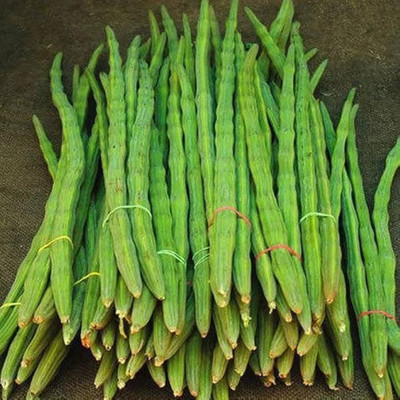 MOONQULTY Morigna Drumstick (Sojina) Seeds For Home Garden Seed(24 per packet)