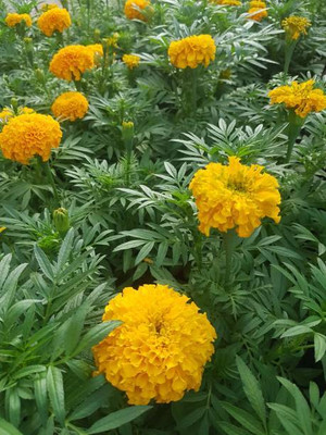 agrilabh marigold/gende ka phool flower seeds Seed(50 per packet)