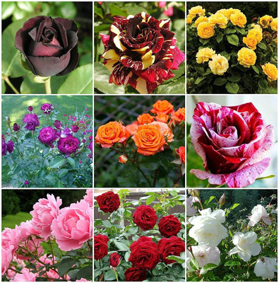 CRGO ROSE , GULAAB Seed(10 per packet)