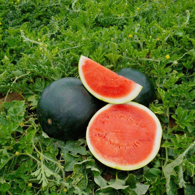 VOLU F1 Hybrid watermelon seeds for farming Seed(48 per packet)