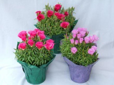Mozette Godetia azaleaflora mix Seed(37 per packet)