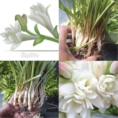 GISLENUS rajani bulb Seed(7 per packet)