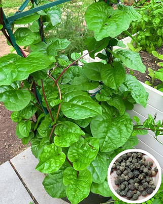 DEYS AGRO ® f1 hybrid malabar spinach seeds,poi saag seeds high yield Seed(68 per packet)