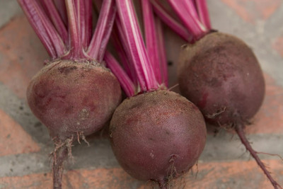 MYLAWN Beetroot Organic Red Ruby Seed(1500 per packet)