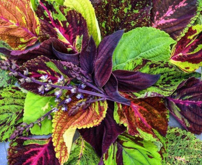 MYAT Coleus Pinto Mix Flower Seeds Heirloom Seed(150 per packet)