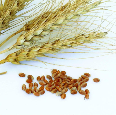 Biosnyg Non GMO Sprouting Wheat Grass Seeds Ideal for Indoor Growing-(5000 Seeds) Seed(5000 per packet)