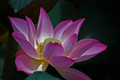 Bahan Traders Lotus Seed(10 per packet)