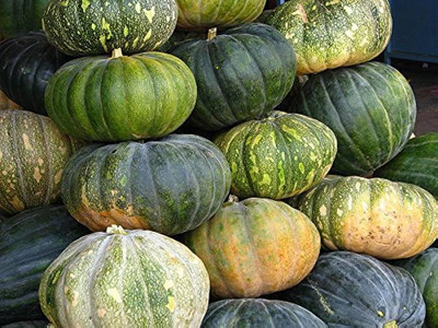 Pbevergreen Organic F1 Hybrid Pumpkin seeds/pumpkin seed 13 Seed(78 per packet)