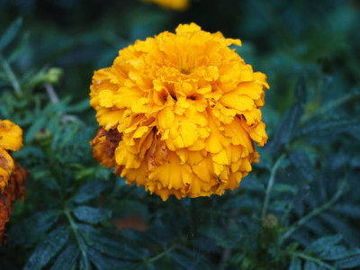 Bharvi marigold,gende ka phool seeds Seed(22 per packet)