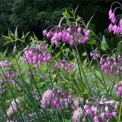 VibeX ® XLR-667 Allium Cernuum-Nodding Pink Onion Seed(1000 per packet)