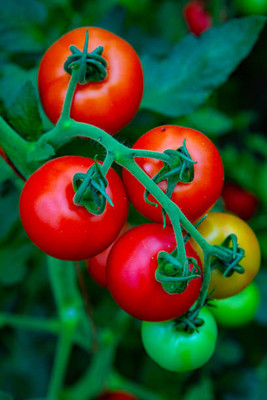 dorvik collections tomato Seed(75 per packet)