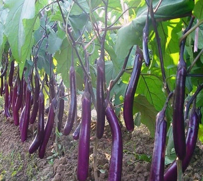 Avysa Brinjal Seed(50 per packet)