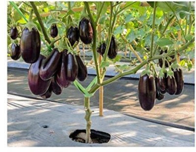 Qualtivate HYB-8A Organics Hybrid Brinjal Black Beauty Seeds Seed(300 per packet)