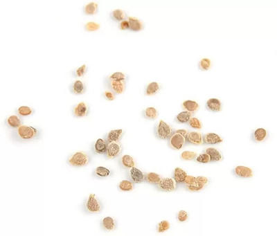 MAA Cherry Tomato, Tomato Seed(50 per packet)