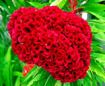 UGRA Celosia Cristata Cockscomb Seed(5 per packet)