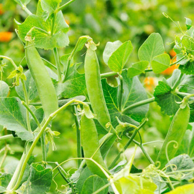 CYBEXIS Sugar Pea Seeds 800 Seeds Seed(800 per packet)