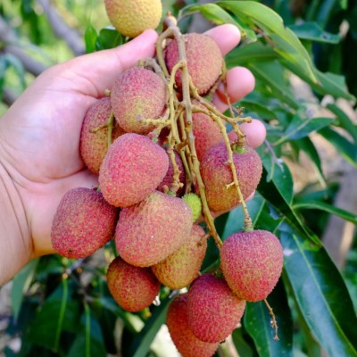 Aywal Litchi Seed(10 per packet)