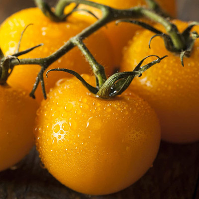 CYBEXIS Rare Yellow Tomato Seeds2000 Seeds Seed(2000 per packet)