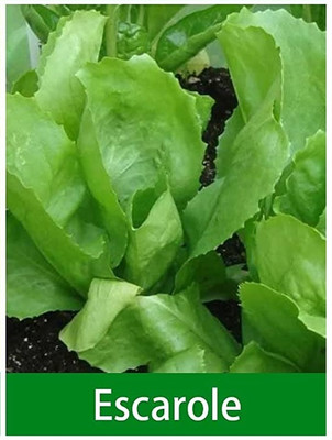 Qualtivate HUA-3A Escarole Lettuce Seed(300 per packet)
