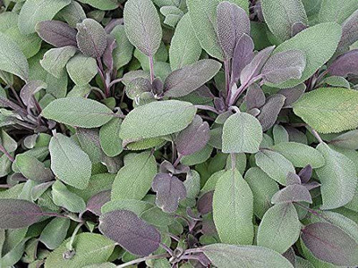 CYBEXIS HUA-48 - Purple Sage Herb - (1350 Seeds) Seed(1350 per packet)