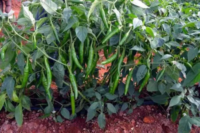 MAA Green Chilli, Chilli Pepper, Mirchi Seed(170 per packet)