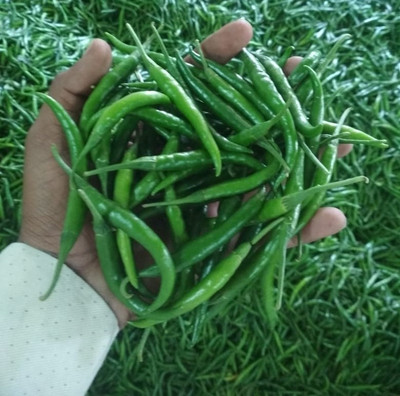 granthi Green Chilli Indian हरी मिर्च Seed(2500 per packet)
