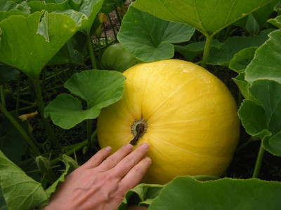 Qualtivate HYB-3A ZUCCHINI YELLOW ROUND SEEDS Seed(30 per packet)