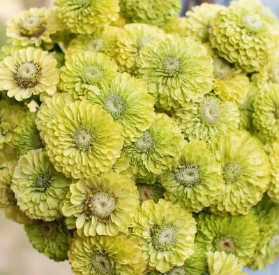 VibeX LX-13 - Yellow Green Flower Envy Lime Zinnia - (270 Seeds) Seed(270 per packet)