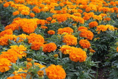 Harsh Impex marigold/gende ka phool flower seeds Seed(50 per packet)