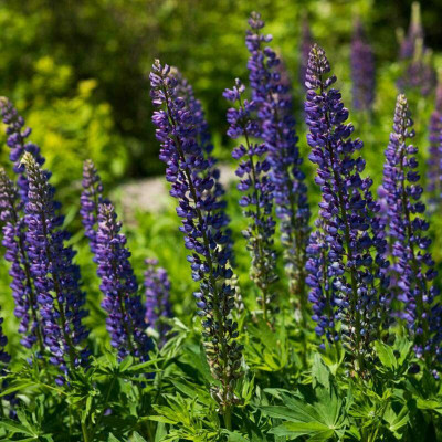 Aywal Lupin Mixed Color F1 Hybrid Flower Seed(70 per packet)