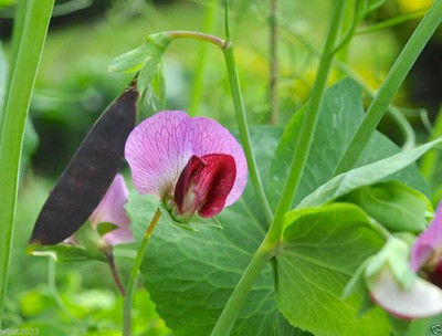 Qualtivate HUA-3A Snow peas- Blend Mix color Seed(200 per packet)