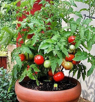 DB Value Store Tomato Seed(2500 per packet)