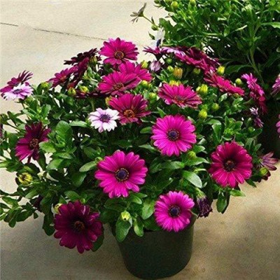 CYBEXIS PUAS-77 - Miracle Daisy Dwarf Rare Flower - (60 Seeds) Seed(60 per packet)