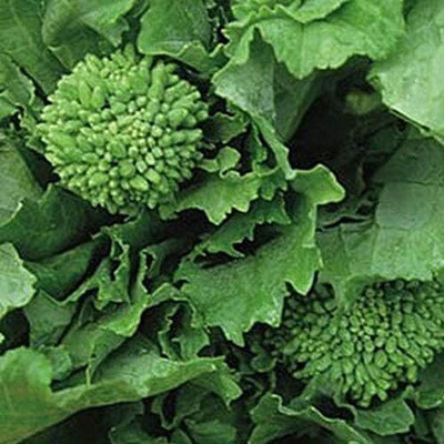 Qualtivate HUA-2A Broccoli - 'Early Fall Rapini' Seed(300 per packet)