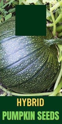 VibeX ® VMR-263 PUMPKIN/KADDU/SEETAFAL SEEDS Seed(50 per packet)