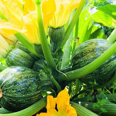 Biosnyg Sow and Grow Squash Round Seeds For Kitchen Gardening - (20 Seeds) Seed(20 per packet)