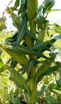 HYBRID 1kg, hybrid corn/maize/makka seed highest yield variety long bhutta Seed(1 kg)